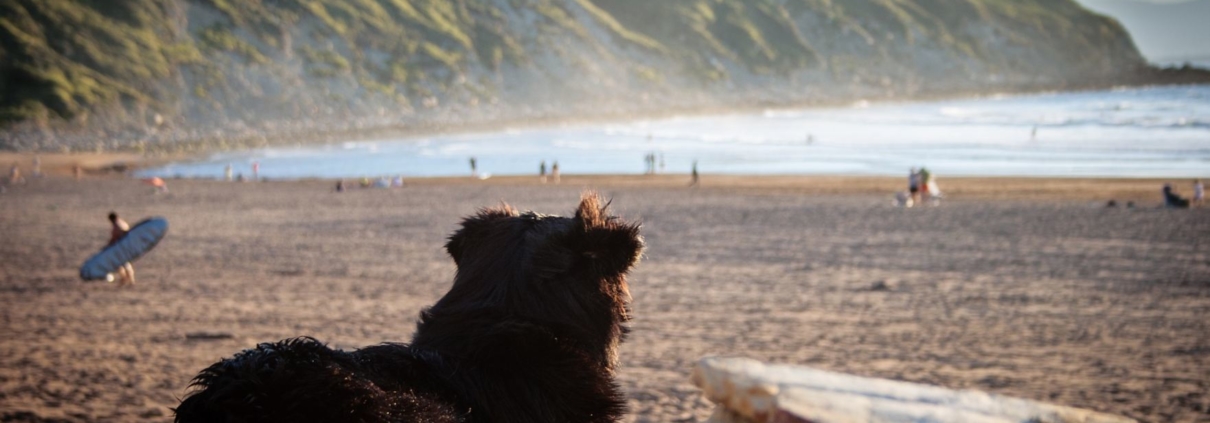 Urlaub mit Hund am Strand