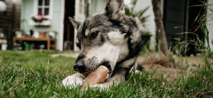 Hund & Hitze: Mit diesen Methoden verschaffst du deinem Vierbeiner Linderung
